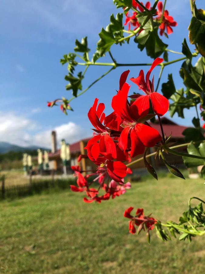 Casa Valea Avrigului *